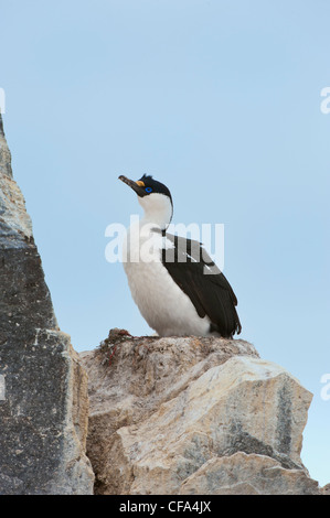 Antarctique ou blue-eyed shag (Phalacrocorax bransfieldensis), Paulet Island, Antarctic peninsula Banque D'Images