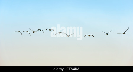 Troupeau d'Antarctique ou cormorans aux yeux bleus (Phalacrocorax bransfieldensis), Péninsule Antarctique Banque D'Images