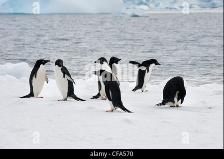 Groupe de manchots Adélie (Pygoscelis adeliae) sur un iceberg, Paulet Island, Antarctic peninsula Banque D'Images