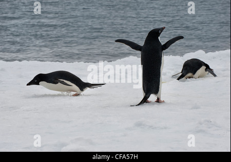 Groupe de manchots Adélie (Pygoscelis adeliae) sur un iceberg, Paulet Island, Antarctic peninsula Banque D'Images