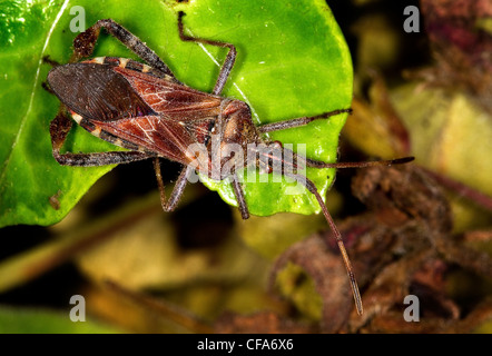 La punaise. Leptoglossus occidentalis. Banque D'Images