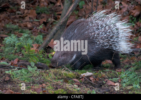 Porc-épic africain, hystrix cristata, Porcupine, animal, aiguillons, Banque D'Images