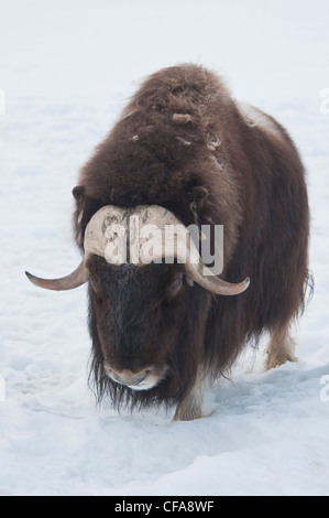 Le bœuf musqué, Ovibos moschatos, Yukon, Canada, réserve naturelle, animale, boeuf, Banque D'Images