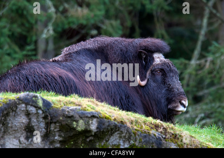 Le bœuf musqué, Ovibos moschatos, Yukon, Canada, réserve naturelle, l'animal, l'ox Banque D'Images