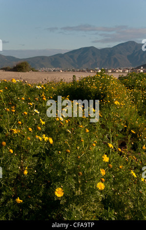 Lagoon, Playa Hermosa Beach, Ensenada, Baja California, Mexique, fleurs Banque D'Images