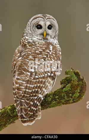 La Chouette rayée (Strix varia) perché sur une branche. Banque D'Images