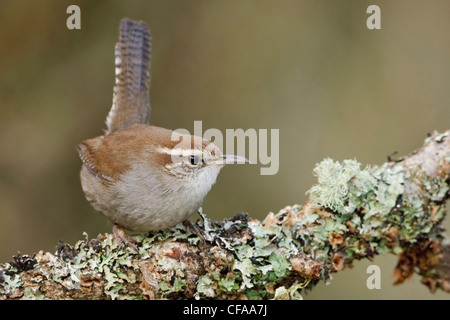 Troglodyte de Bewick (Thryomanes bewickii) perché sur une branche. Banque D'Images