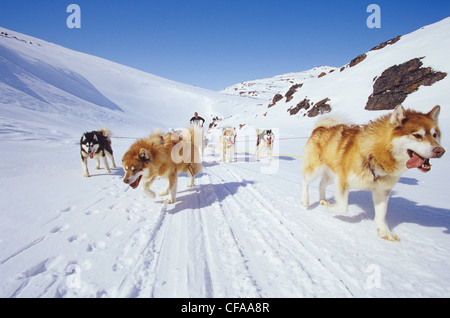 Passage de l'équipe de traîneau à chiens Penninsula Meta Incognita, l'île de Baffin, Nunavut, Canada. Banque D'Images