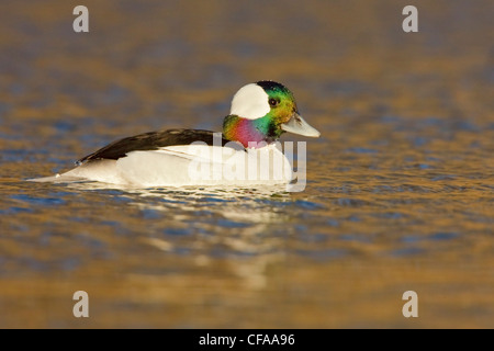 Le Petit Garrot mâle canard (Bucephala albeola) natation. Banque D'Images