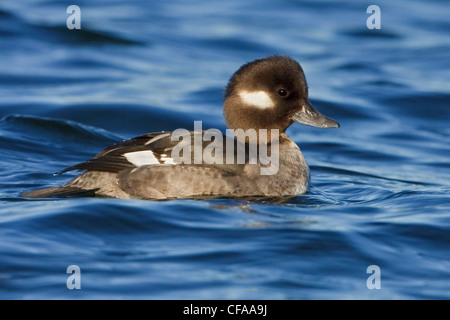 Le petit garrot femelle Canard (Bucephala albeola) natation. Banque D'Images