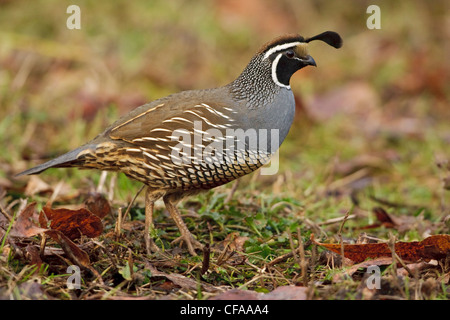 Colin de Californie (Callipepla californica) perché sur le terrain. Banque D'Images