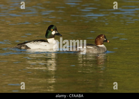 Garrot mâle et femelle(canards Bucephala clangula) baignade dans une lagune. Banque D'Images