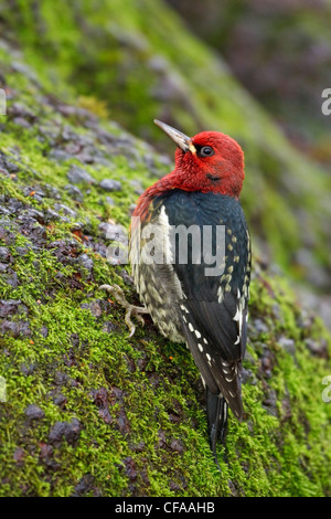 Ã poitrine rouge (Sphyrapicus ruber) perché sur un tronc d'arbre. Banque D'Images