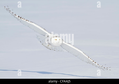 Le harfang des neiges (Bubo scandiacus) de chasser une proie en hiver. Banque D'Images