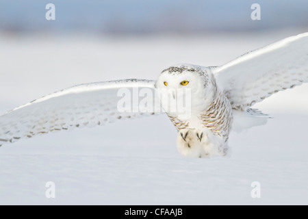 Le harfang des neiges (Bubo scandiacus) de chasser une proie en hiver. Banque D'Images