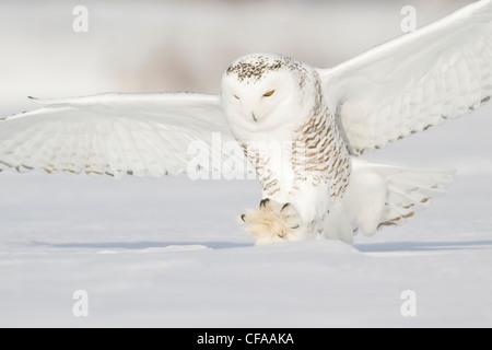 Le harfang des neiges (Bubo scandiacus) de chasser une proie en hiver. Banque D'Images