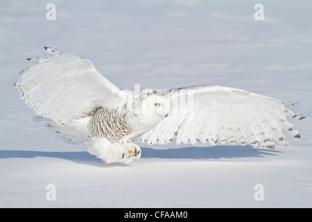 Le harfang des neiges (Bubo scandiacus) de chasser une proie en hiver. Banque D'Images