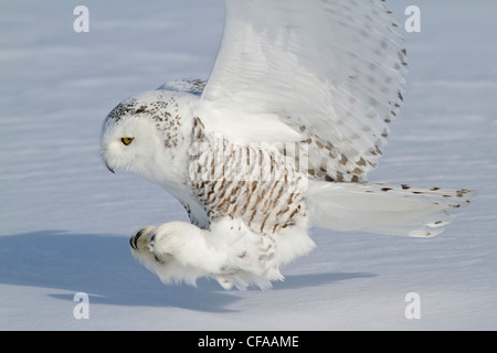 Le harfang des neiges (Bubo scandiacus) de chasser une proie en hiver. Banque D'Images