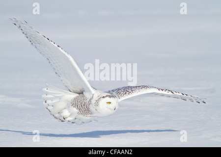 Le harfang des neiges (Bubo scandiacus) de chasser une proie en hiver. Banque D'Images