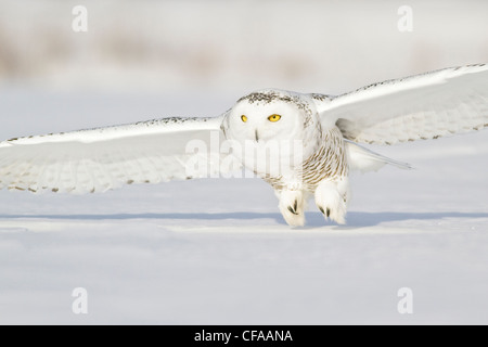 Le harfang des neiges (Bubo scandiacus) de chasser une proie en hiver. Banque D'Images