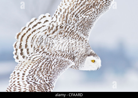 Le harfang des neiges (Bubo scandiacus) de chasser une proie en hiver. Banque D'Images