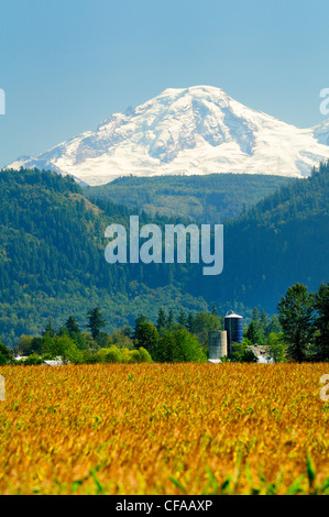 D'immenses champs de maïs et de silo sur les terres agricoles à Mt. Baker dans l'arrière-plan, Abbotsford, Colombie-Britannique, Canada. Banque D'Images