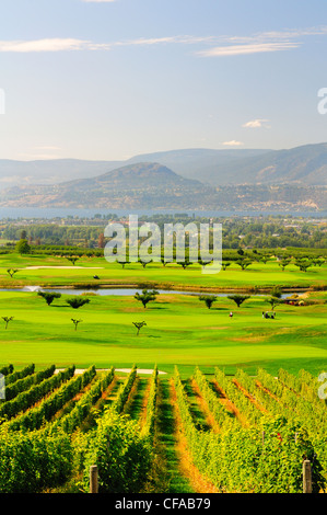 Vignoble et Harvest Golf Course in kelowna, British Columbia, Canada. Banque D'Images