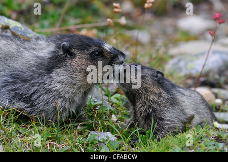 Une mère Marmotte des Rocheuses (Marmota caligata) nuzzles son jeune. Banque D'Images