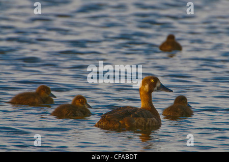 Femelle Fuligule milouinan (Aythya marila) avec les jeunes sur l'étang de toundra. Banque D'Images