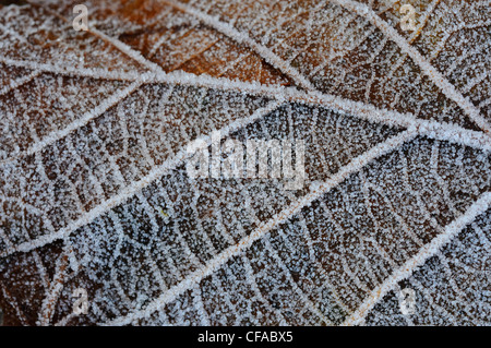 Feuille d'Hazel, vue rapprochée de frost, Norfolk, UK, décembre, Banque D'Images