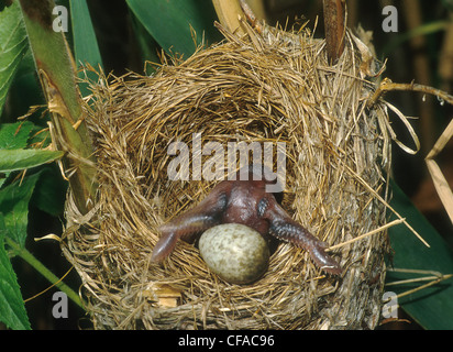 Cuckoo chick ejection des oeufs de nid Reed Warbler Banque D'Images