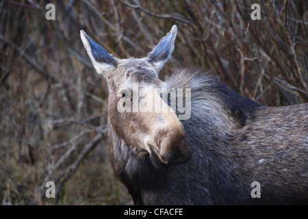 Portrait d'un adolescent au nord-américain de l'Orignal (Alces alces). Banque D'Images