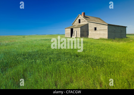 Vieux bâtiment dans champ près de chef, Saskatchewan, Canada. Banque D'Images