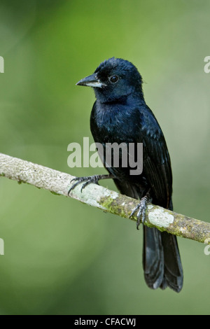 Bordée de blanc Tanager (Tachyphonus rufus) perché sur une branche à Trinité-et-Tobago. Banque D'Images