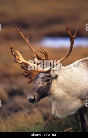 Les fourrages Un Caribou au cours de l'automne dans le parc national du Gros-Morne, à Terre-Neuve, Canada. Banque D'Images