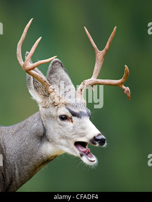 Un mâle cerf avec bois, Waterton Lakes National Park, Alberta, Canada. Banque D'Images
