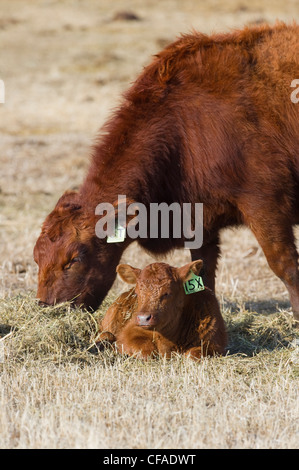 Angus rouge (Bos taurus) femmes et les jeunes. Ranch le sud-ouest de l'Alberta au Canada. Banque D'Images