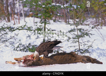 Pygargue à tête blanche (Haliaeetus leucocephalus) se nourrissant de carcasses de cerfs. L'Ontario, Canada. Banque D'Images