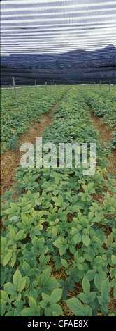 Domaine du ginseng Panax quinquefolium sous cultivés dans des tons Westwold, Colombie-Britannique Banque D'Images