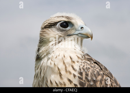 Le Faucon gerfaut Falco rusticolus X Faucon Lanier Falco Banque D'Images