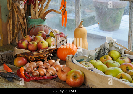 Rempotage banc de jardin en automne avec les pommes entreposées, runner bean seed, chilis et courges, UK, octobre Banque D'Images