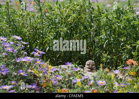 Chevêche des terriers (Athene cunicularia), les poussins à creuser entre les fleurs, près de Pawnee National Grassland, Colorado. Banque D'Images