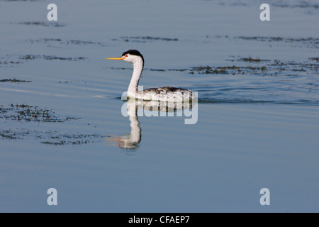 Clark's grebe (Aechmophorus clarkii), adulte en plumage nuptial, Bear River, Refuge d'oiseaux migrateurs de l'Utah. Banque D'Images