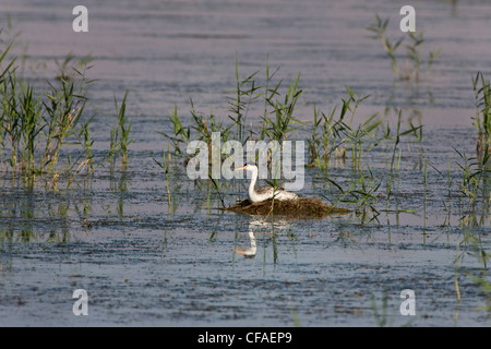 Clark's grebe (Aechmophorus clarkii), adulte sur nid d'oiseaux migrateurs de la rivière de l'Ours, Refuge, Utah. Banque D'Images