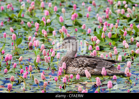 Le Canard chipeau (Anas strepera), femme entre l'eau renouée (Polygonum amphibium), près de Walden, au Colorado. Banque D'Images