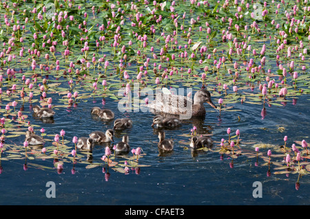 Le Canard chipeau (Anas strepera), femme et les canetons entre l'eau renouée (Polygonum amphibium), près de Walden, au Colorado. Banque D'Images