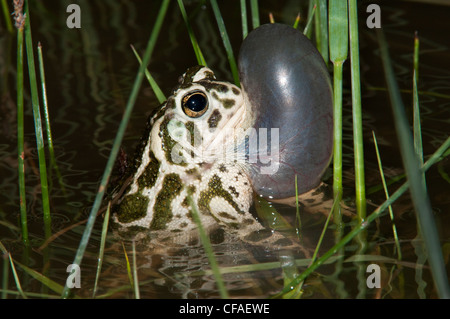 Crapaud des steppes (Bufo cognatus sac vocal masculin Banque D'Images