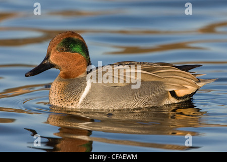 La Sarcelle d'hiver (Anas crecca), homme, Burnaby Lake, Burnaby, Colombie-Britannique. Banque D'Images