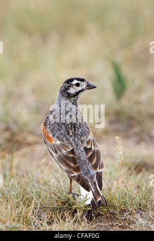 Bruant de mccown (Calcarius mccownii), homme, Pawnee National Grassland, Colorado. Banque D'Images