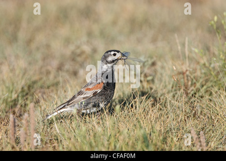 Bruant de mccown (Calcarius mccownii), homme avec libellule pour nourrir les poussins, Pawnee National Grassland, Colorado. Banque D'Images